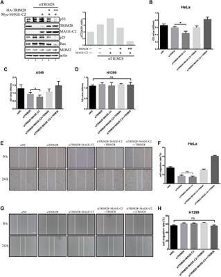 The Dual Roles of MAGE-C2 in p53 Ubiquitination and Cell Proliferation Through E3 Ligases MDM2 and TRIM28